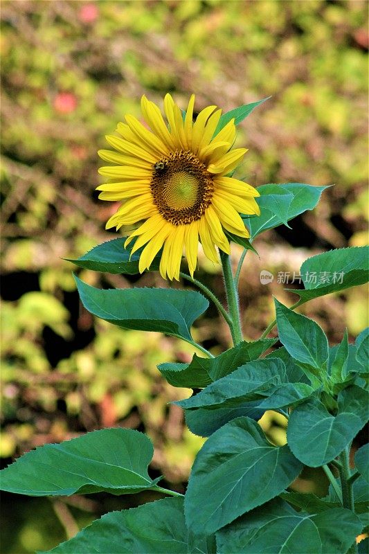 Royalty Free photo - Sun baer - Searching for Some Sunshine - Great Flower Art for poster, background, Websites, Gardening Blog, or Engaging Media Art for Advertising - Beautiful Sunflower Smiles in My Garden - Just A Very Happy Flower Photograph .版权所有